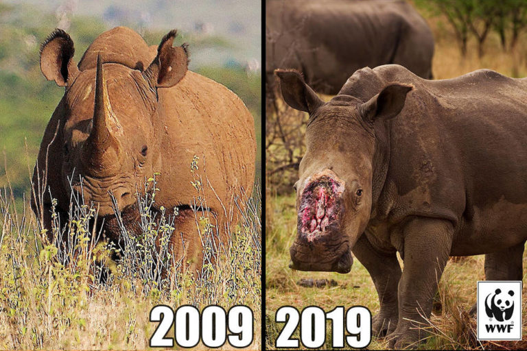 In 10 anni persi più di 100mila elefanti e più di 4000 rinoceronti