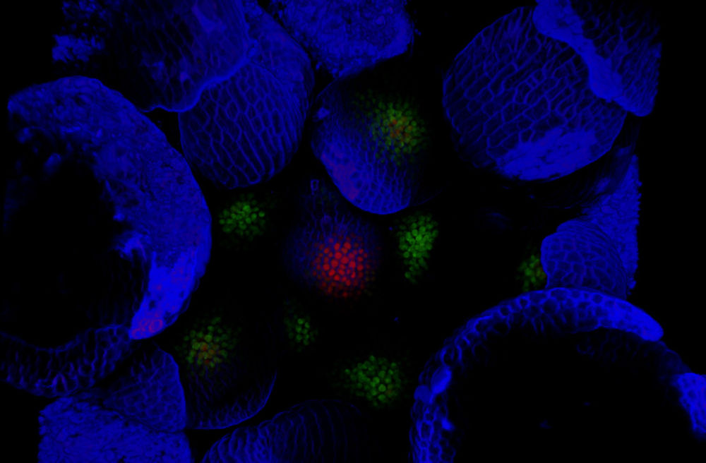 Micrografia confocale del meristema dell’infiorescenza di arabidopsis, la pianta utilizzata come modello di studio. Le pareti cellulari sono colorate in blu, i giovani abbozzi fiorali sono marcati con una proteina fluorescente verde mentre il centro di produzione delle cellule staminali è distinto da fluorescenza rossa. (Autore Daan Weits)