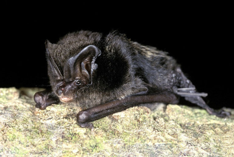La «gestione» dei boschi danneggia i pipistrelli