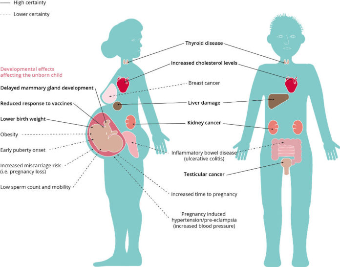 Effects of exposure in human health
