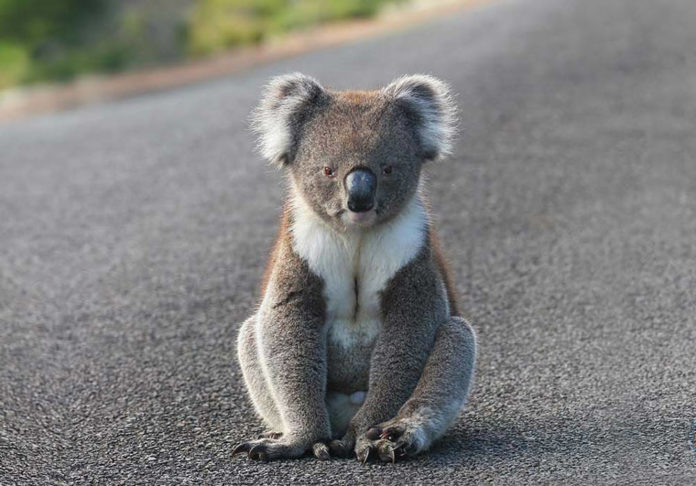 koala australia © Cherly Ridge