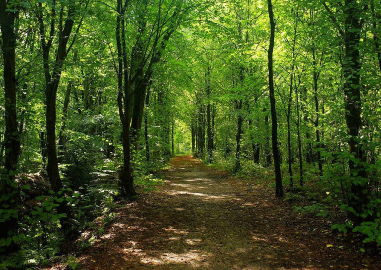 Le foreste come un centro benessere naturale