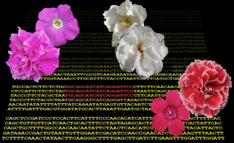 Facendo «lavorare» un gene il fiore è più petaloso