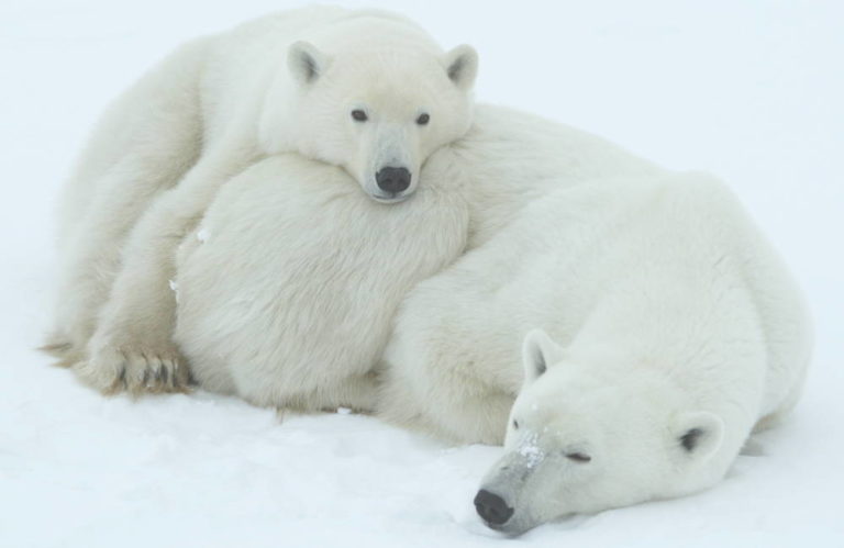 Orsi polari, il 30% è a rischio