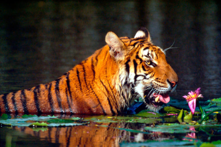 Tigri, più in gabbia che libere