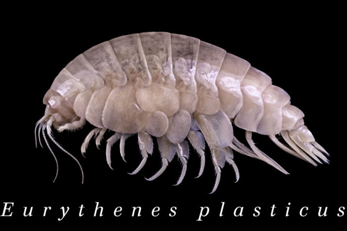 crostaceo Eurythenes plasticus