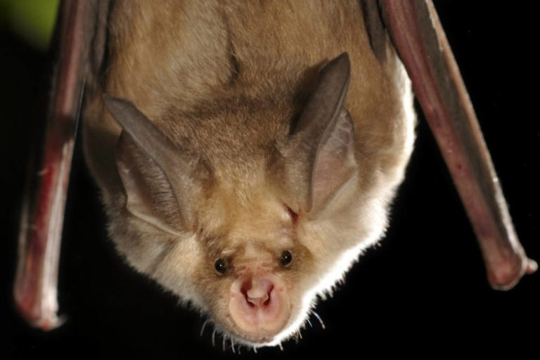 Natura, Uomo e pipistrelli al tempo del Coronavirus
