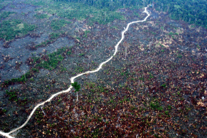 Deforestation in the extractivist reserve of Jaci Paraná, Rondônia, Brazil.