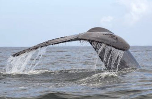 balena blu © WWF Chile Marcelo FLORES