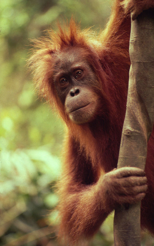orango © Michel Terrettaz WWF