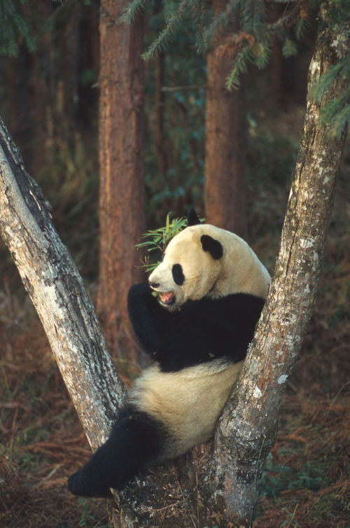 panda (c) WWF Fritz PÖLKING