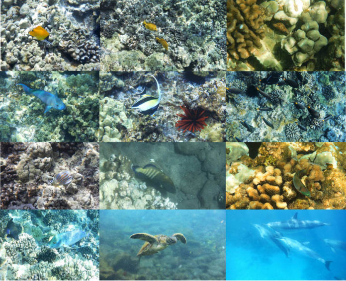 La straordinaria biodiversità della barriera corallina delle Hawaii Photo credits Roberto Cazzolla Gatti ©