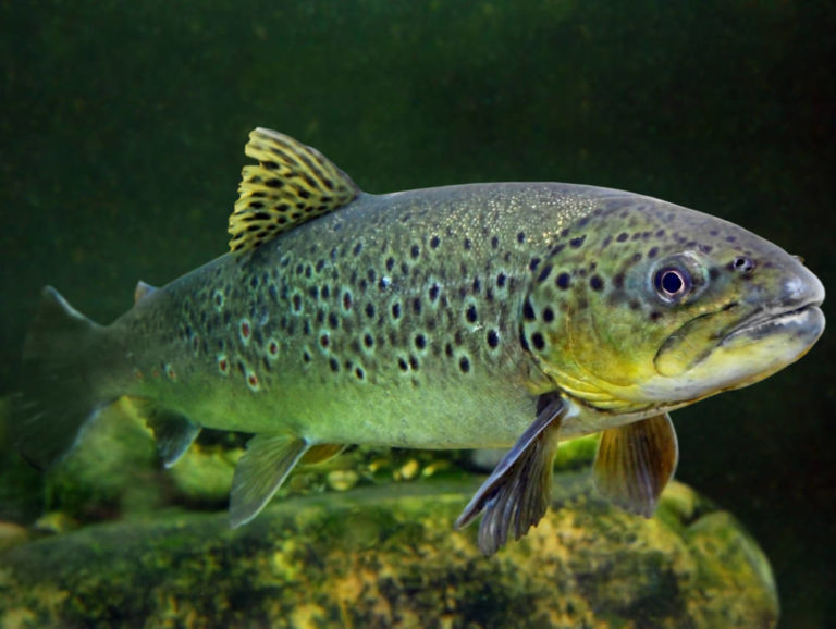 Per i pesci vita dura nelle acque interne