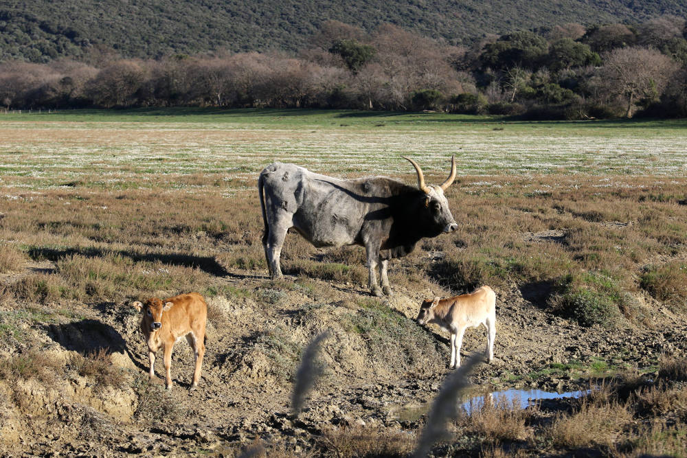 Vacca maremmana con vitelli al pascolo brado nel Parco Regionale della Maremma Foto Fabio Modesti