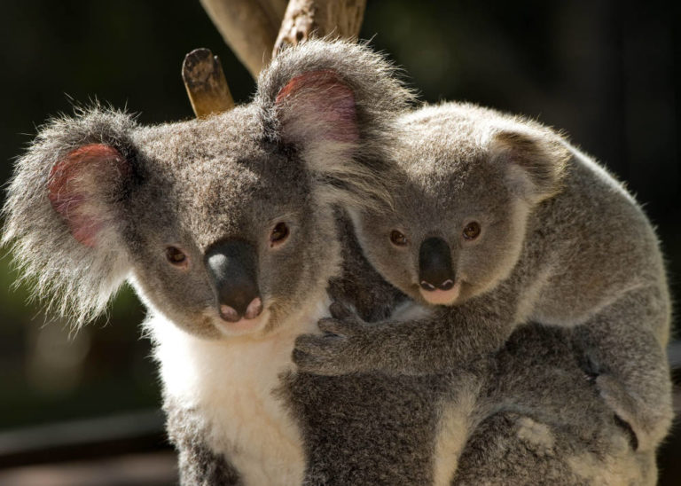 Koala a rischio e… si deforesta ancora