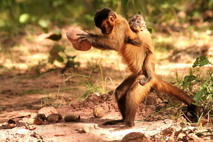 Female capuchin cracking a nut NoemiSpagnoletti