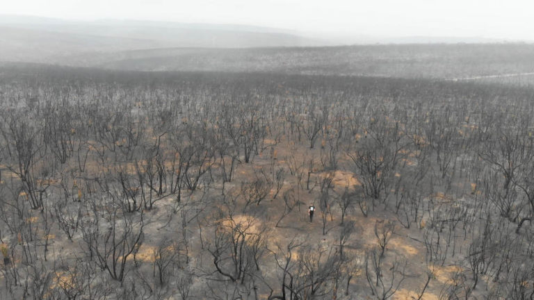 Tre miliardi di animali colpiti dagli incendi in Australia