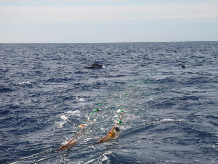 Pochi pesci e i delfini «disturbano» i pescatori