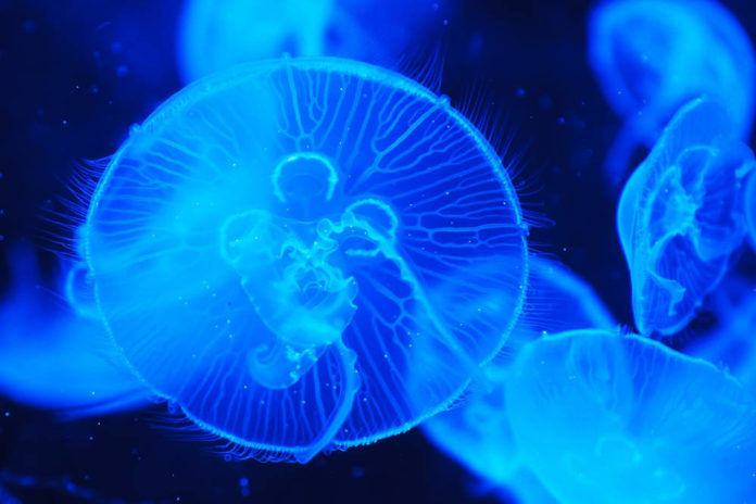 medusa mare 91
