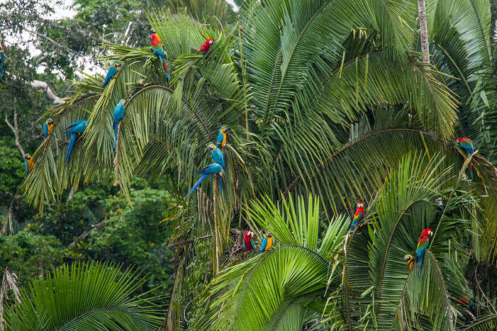 Macaws on clay lick at the Tambopata Reserve, Peru.