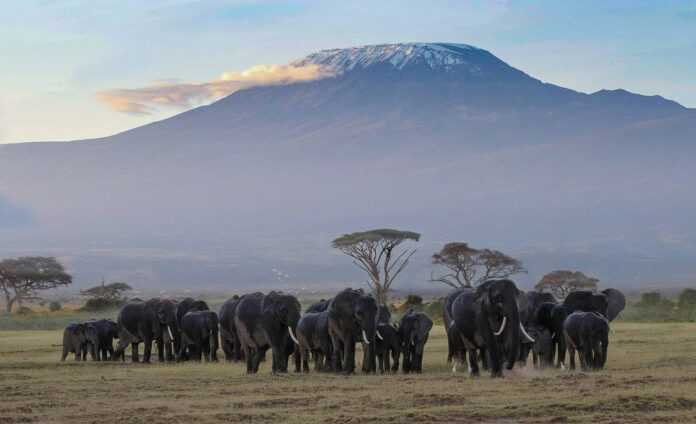 africa kilimangiaro