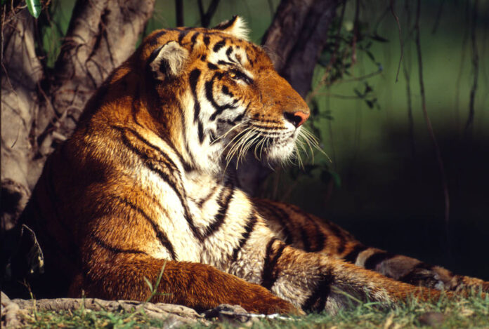 Tigre ©-Martin Harvey- WWF