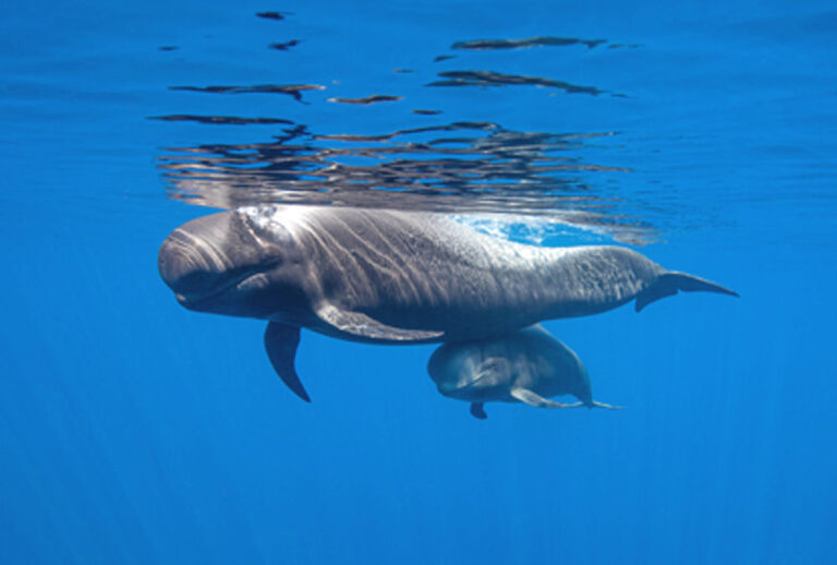 La costa ovest di Tenerife Patrimonio per la Conservazione delle Balene