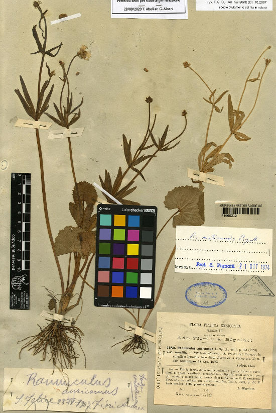 Ranunculus mutinensis Pignatti, © Herbarium Centrale Italicum