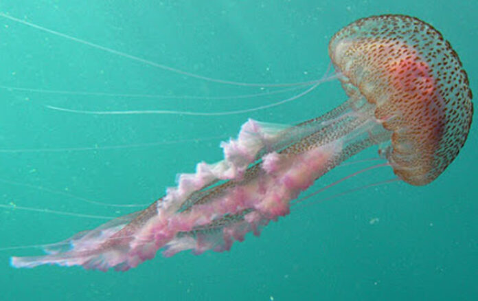 La medusa Pelagia noctiluca