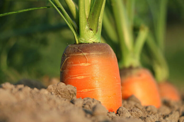 carota agricoltura