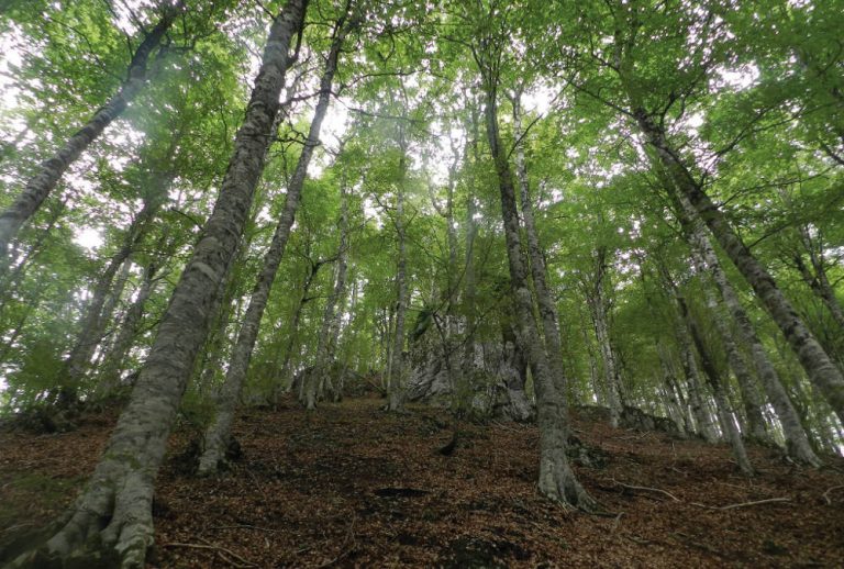 Foreste e clima, l’inventario e le iniziative