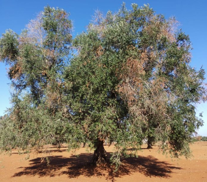 Olivo colpito dal fungo Neofusicoccum mediterraneum in provincia di Brindisi