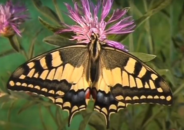 In un video il miracolo delle farfalle