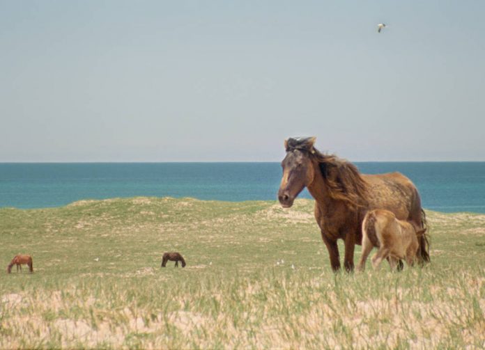 Geographies of Solitude WildHorses ⓒJacquelyn Mills