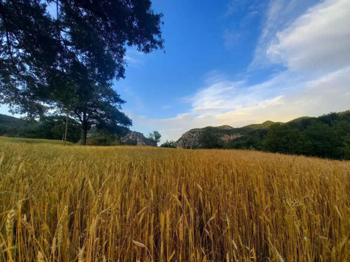 campo di grano foto di Luca Tufaro agricoltore custode
