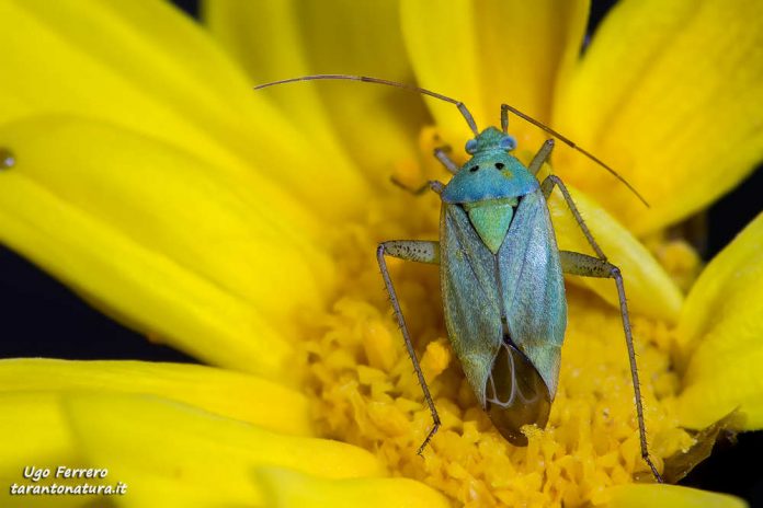 insetti foto Ugo Ferrero