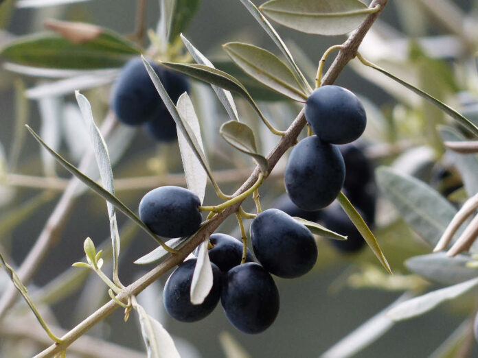 olio olive ulivo