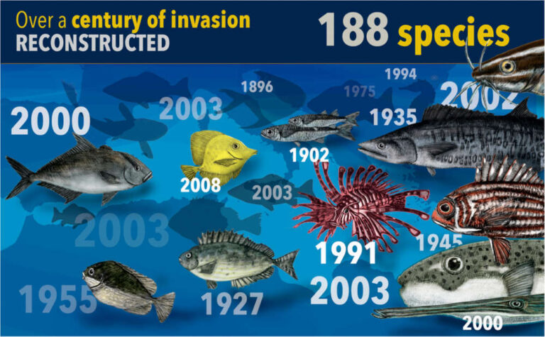 Nel Mediterraneo 200 nuovi pesci