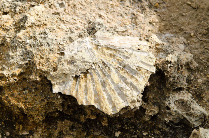 Foto di Francesco Cuccaro, Conchiglia fossile. Polignano a Mare (Bari)