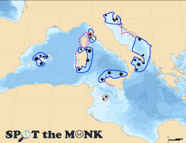 Ridisegnata la mappa di distribuzione della foca monaca