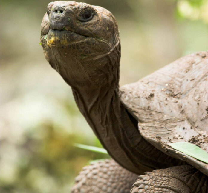 Galapagos tortoise, Galapagos Islands, Ecuador