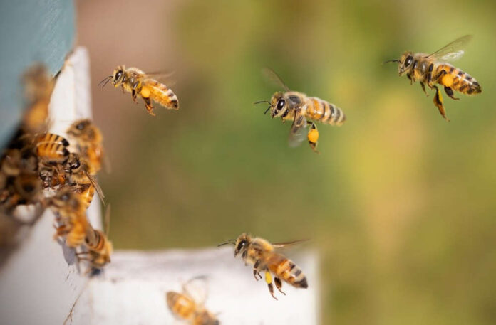 api bottinatrici