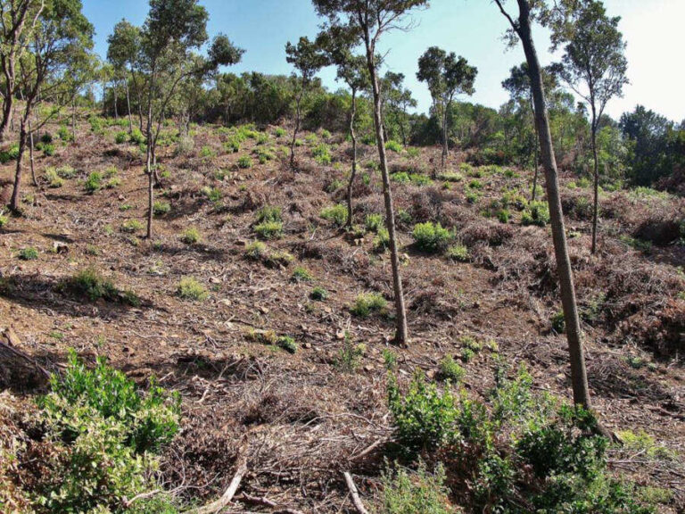 I boschi sono ancora da difendere da segherie e centrali a biomasse