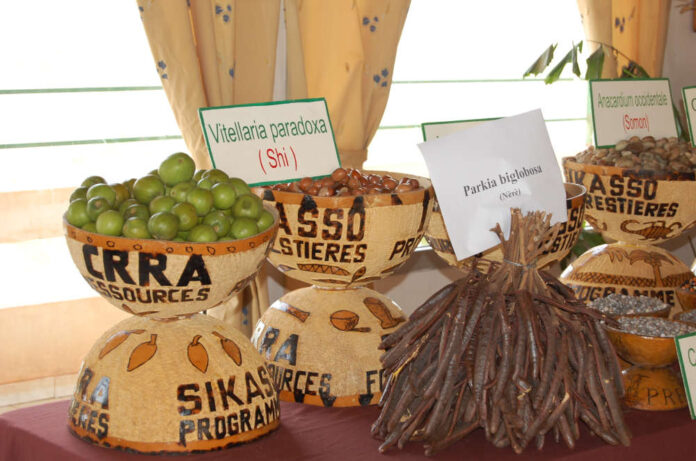 display of fruits,seeds of Useful Plants from Mali_TUlian